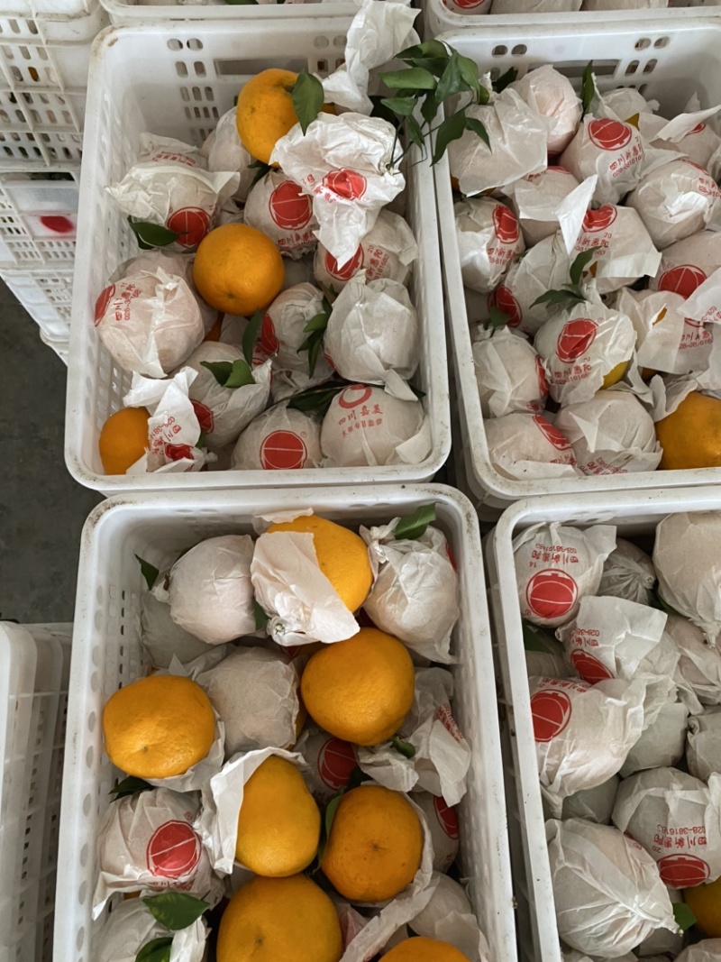蒲江春见耙耙安高次大量批发水分好味道甜