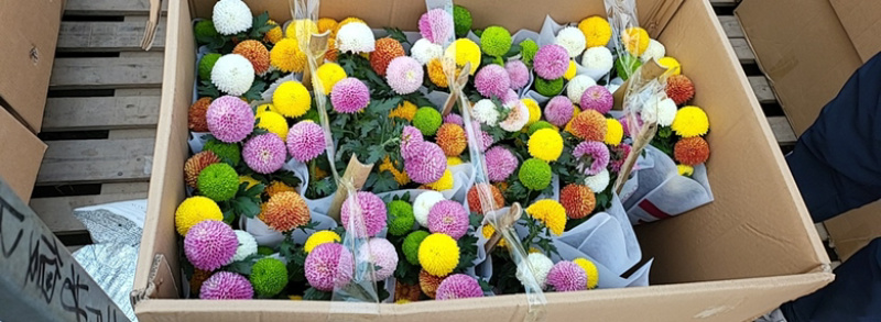乒乓菊，一箱15棵，整箱发货，需要老板联系
