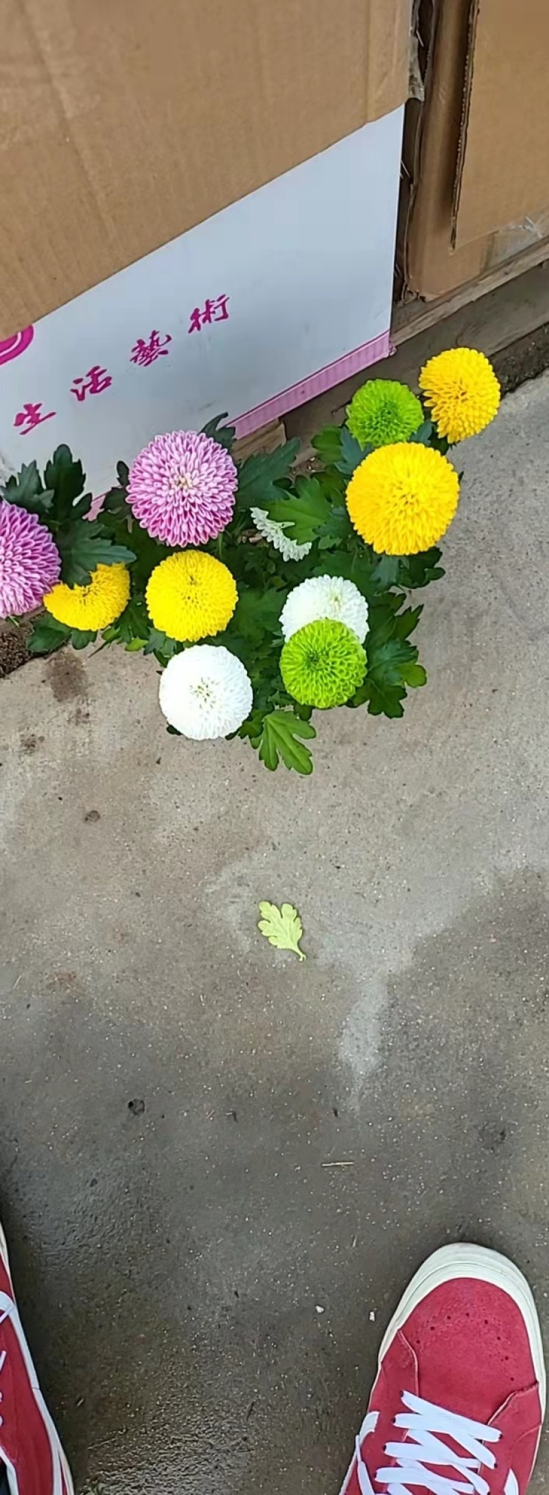 乒乓菊，一箱15棵，整箱发货，需要老板联系