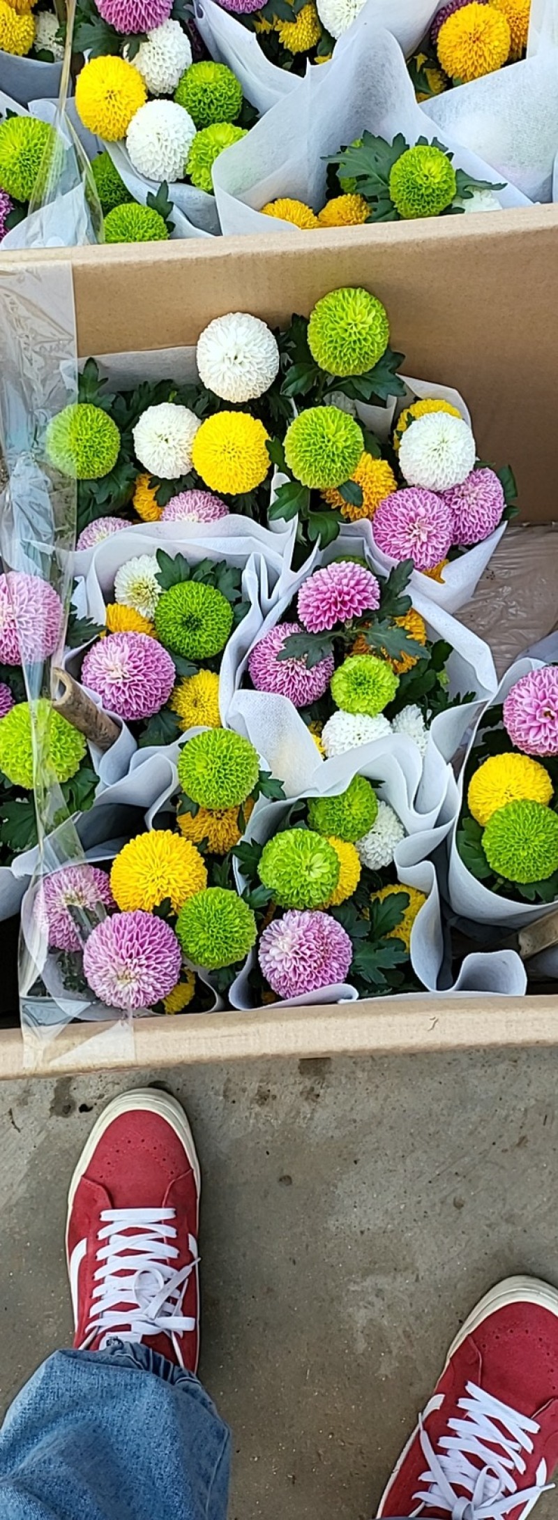 乒乓菊，一箱15棵，整箱发货，需要老板联系