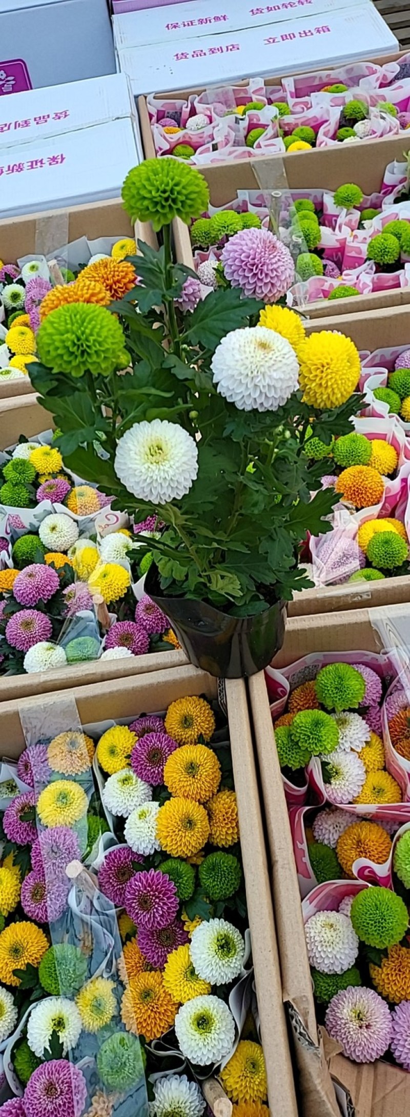 乒乓菊，一箱15棵，整箱发货，需要老板联系