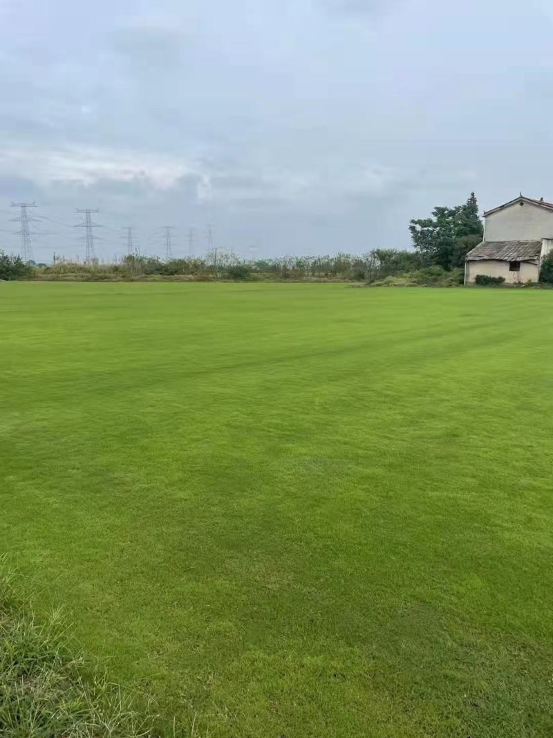 精品马尼拉草坪园林绿化别墅公园护坡美化风景
