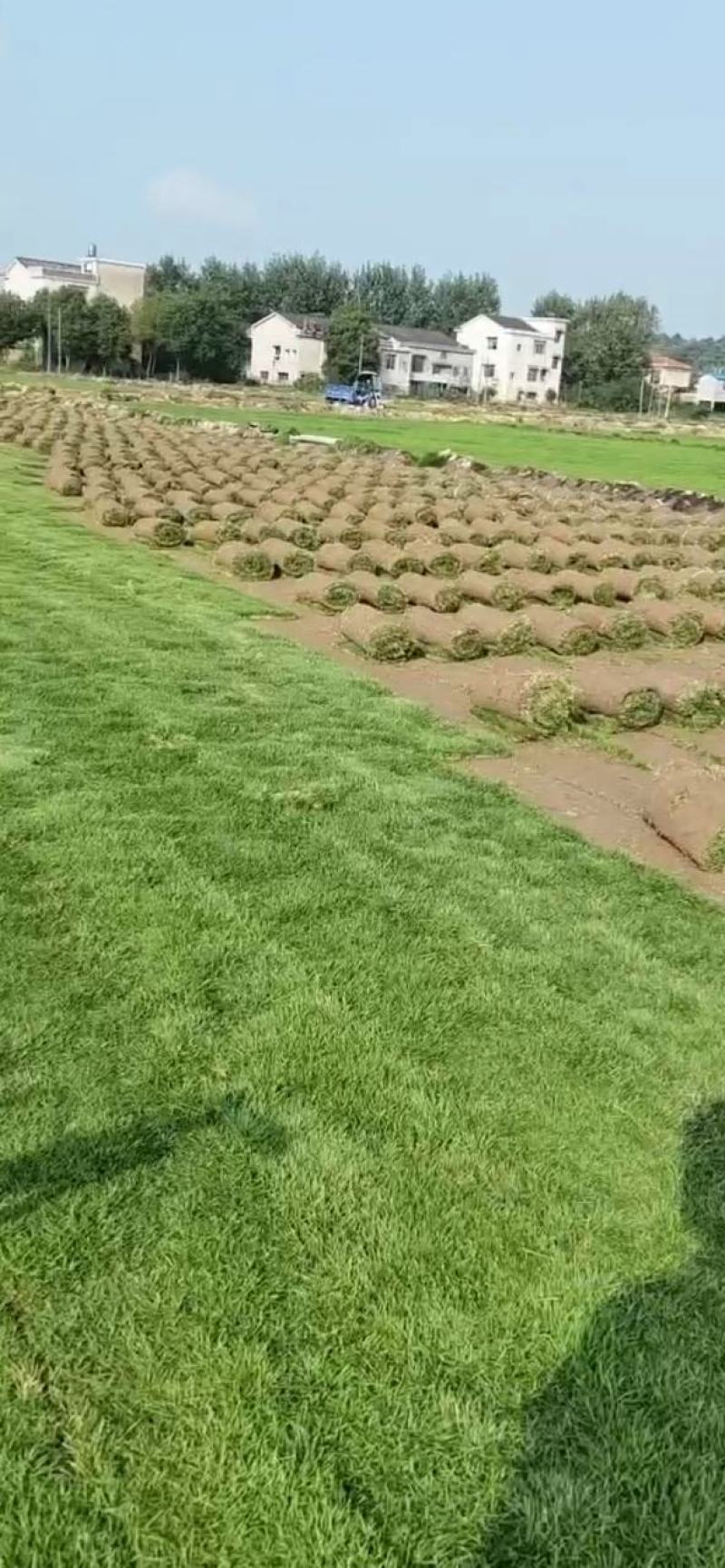 精品马尼拉草坪园林绿化别墅公园护坡美化风景