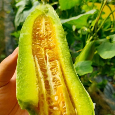 山东博洋61甜瓜博洋甜瓜博洋61