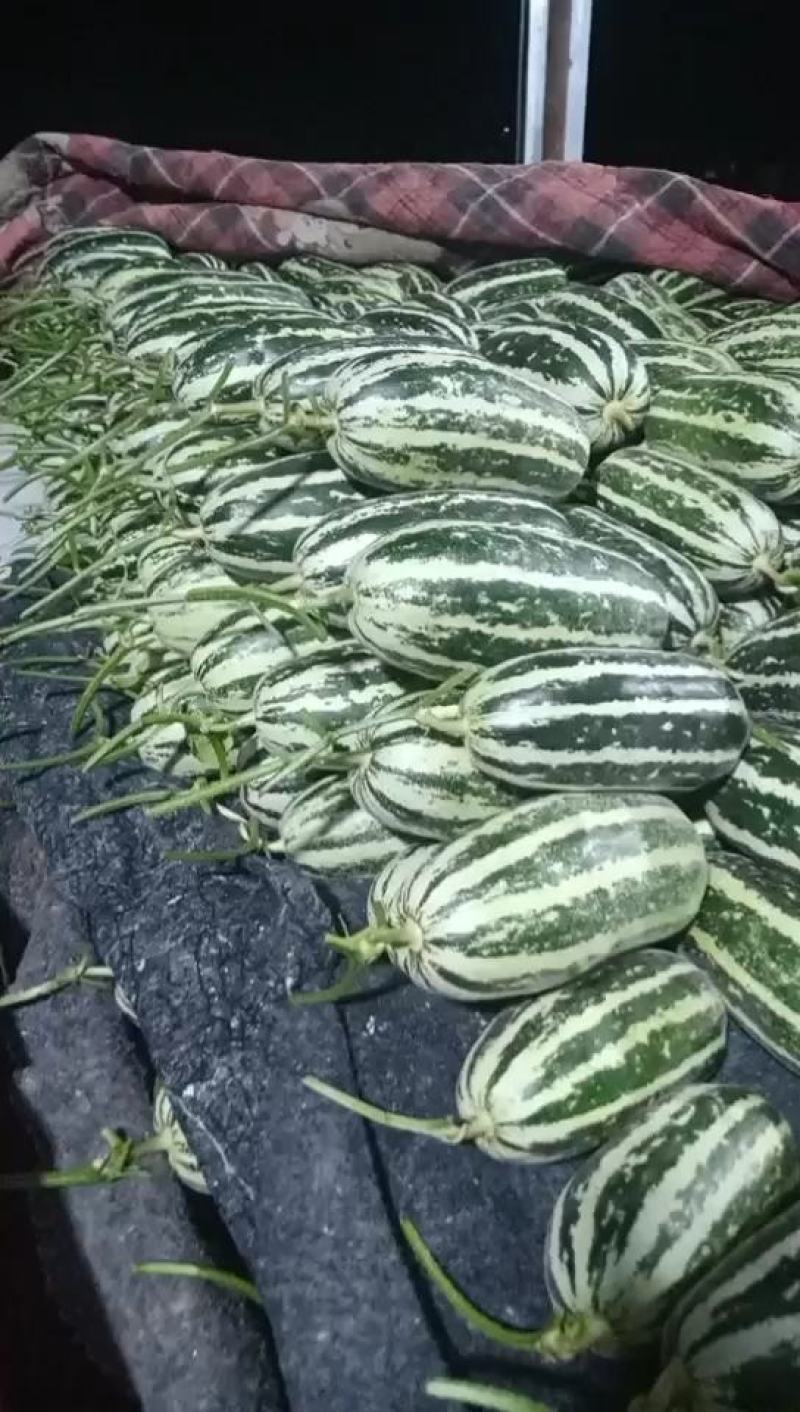 莘县博洋9甜瓜博洋甜瓜产地代收代发