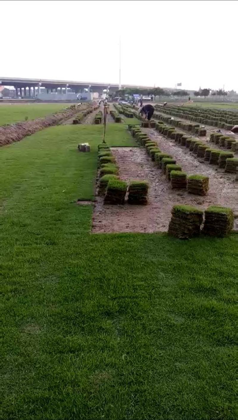 精品马尼拉草坪公园别墅绿化护坡