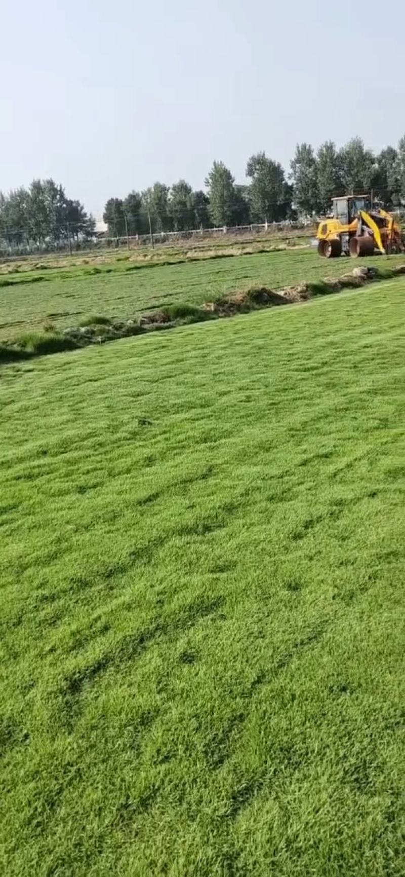 精品马尼拉草坪公园别墅绿化护坡