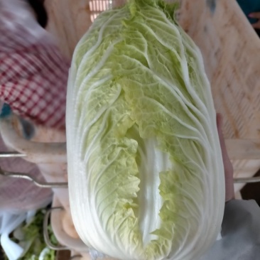（精品）黄心大白菜，长期有货，质量保证，欢迎来电