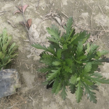 基地长期供应各种规格尺寸绿化小苗木春菊