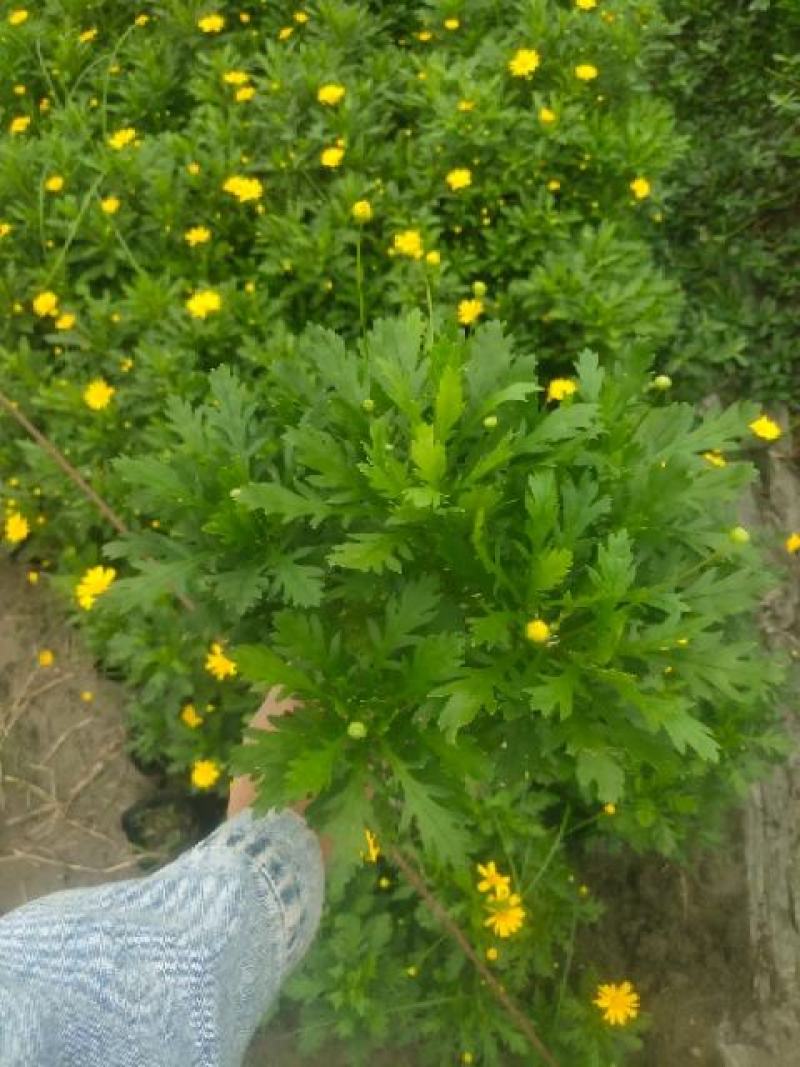 基地长期供应各种规格尺寸绿化小苗木春菊