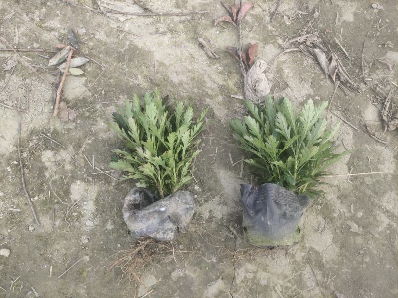 基地长期供应各种规格尺寸绿化小苗木春菊