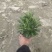 基地长期供应各种规格尺寸绿化小苗木春菊