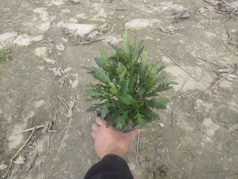 基地长期供应各种规格尺寸绿化小苗木春菊