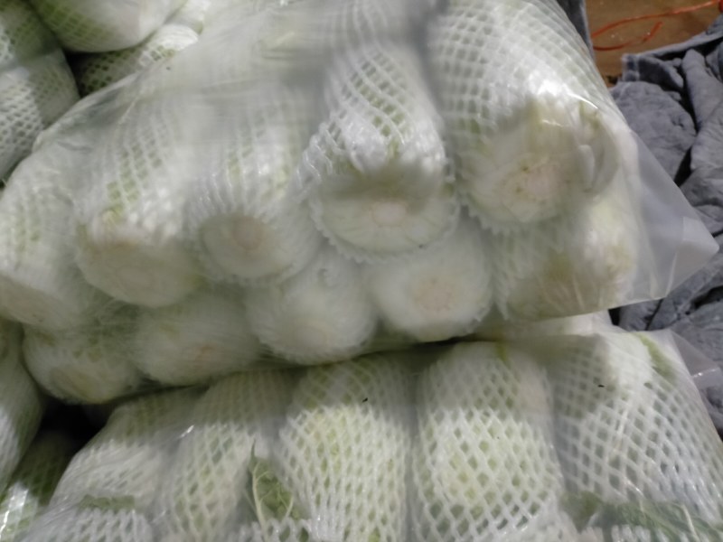 （精品）黄心大白菜，长期有货，质量保证，欢迎来电
