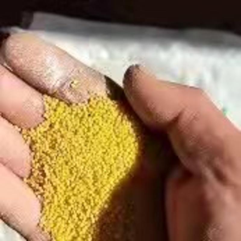 沁州黄小米