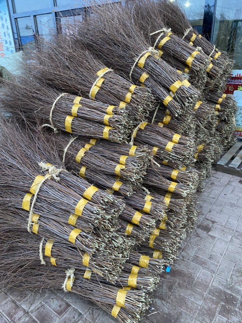 雪柳干枝雪柳喷雪花珍珠绣线菊干枝插花产地直发