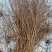 雪柳干枝雪柳喷雪花珍珠绣线菊干枝插花产地直发
