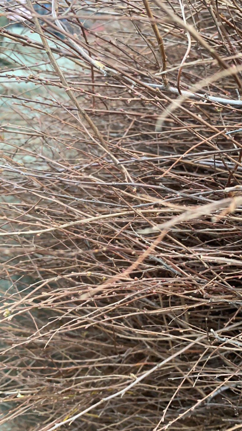 雪柳干枝雪柳喷雪花珍珠绣线菊干枝插花产地直发