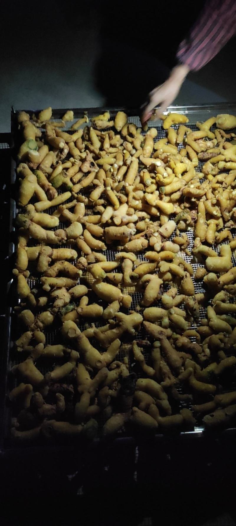 姜型多花鲜黄精大块茎中药材，药食同源大补