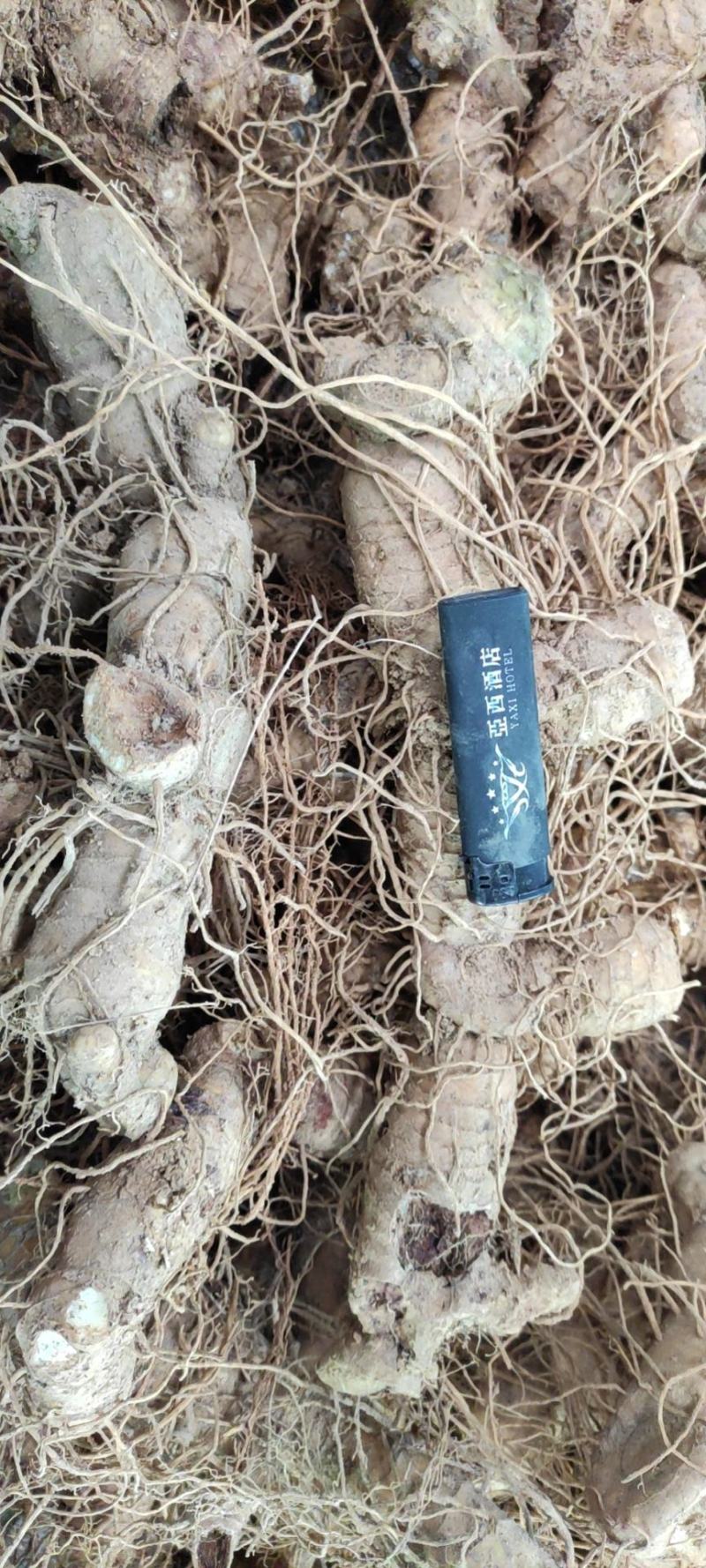 姜型多花鲜黄精大块茎中药材，药食同源大补
