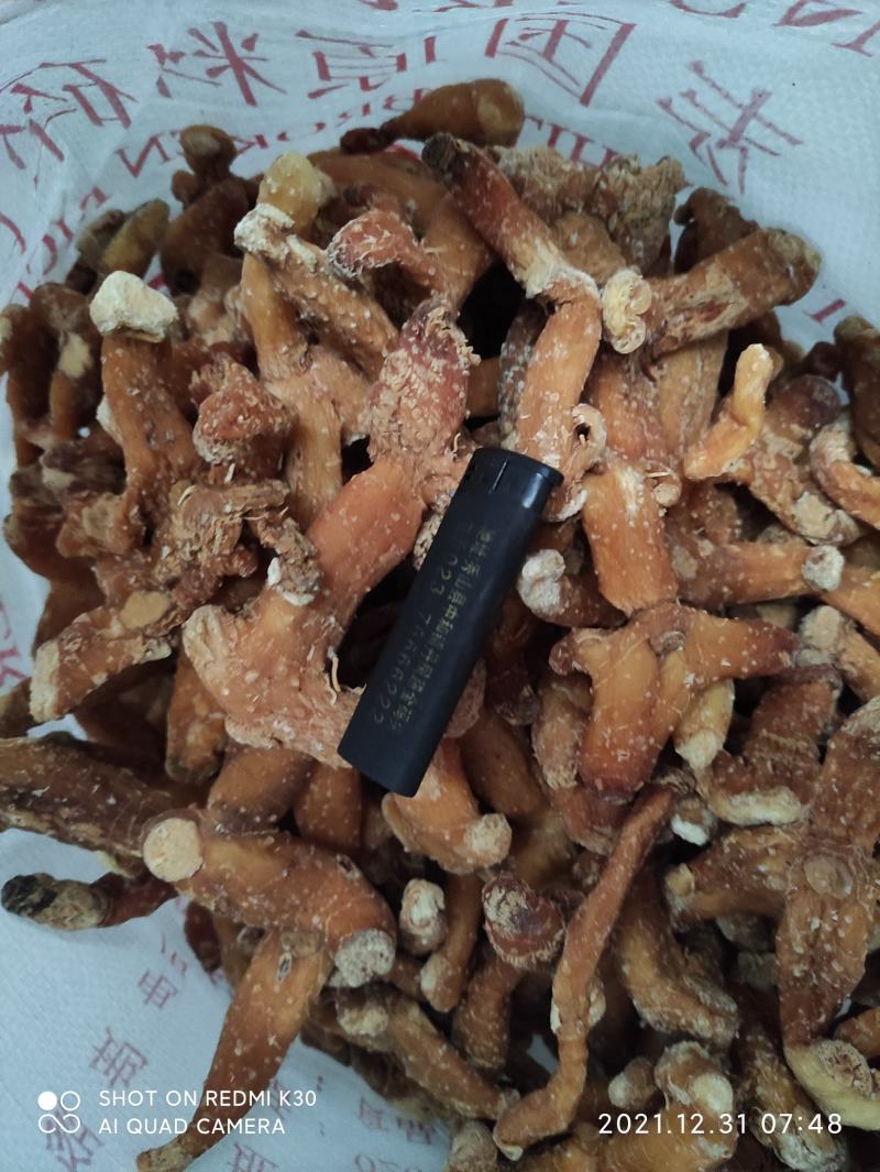 姜型多花鲜黄精大块茎中药材，药食同源大补