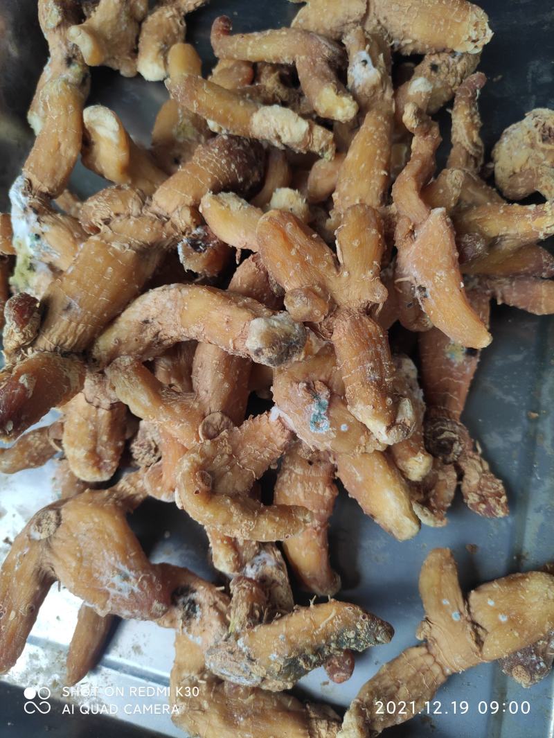姜型多花鲜黄精大块茎中药材，药食同源大补