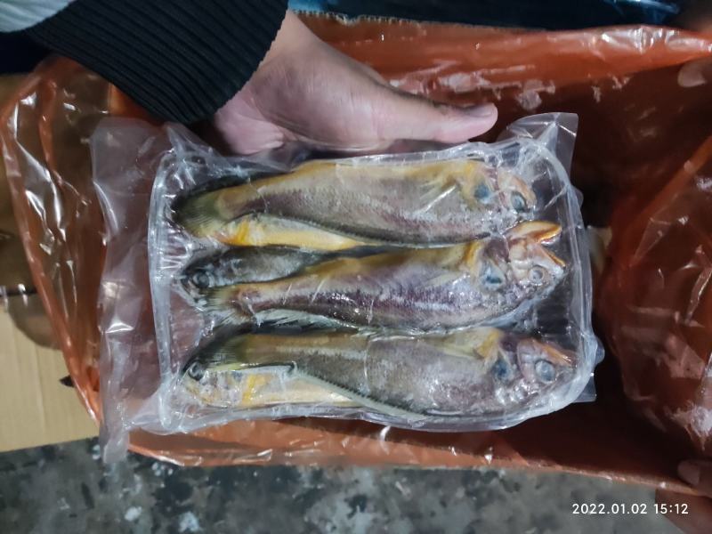 小黄花鱼黄花鱼新鲜海捕真空包装各种规格都有