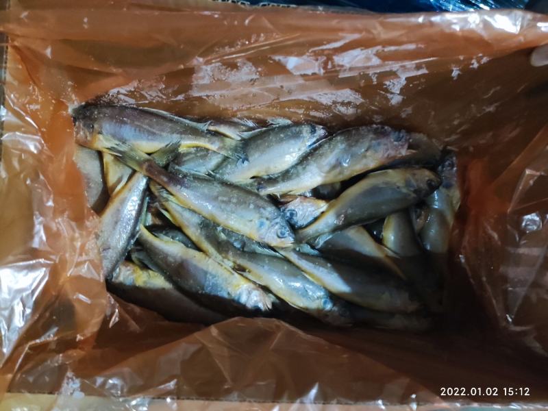 小黄花鱼黄花鱼新鲜海捕真空包装各种规格都有