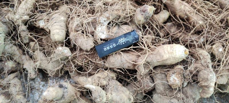 姜型多花鲜黄精大块茎中药材，药食同源大补