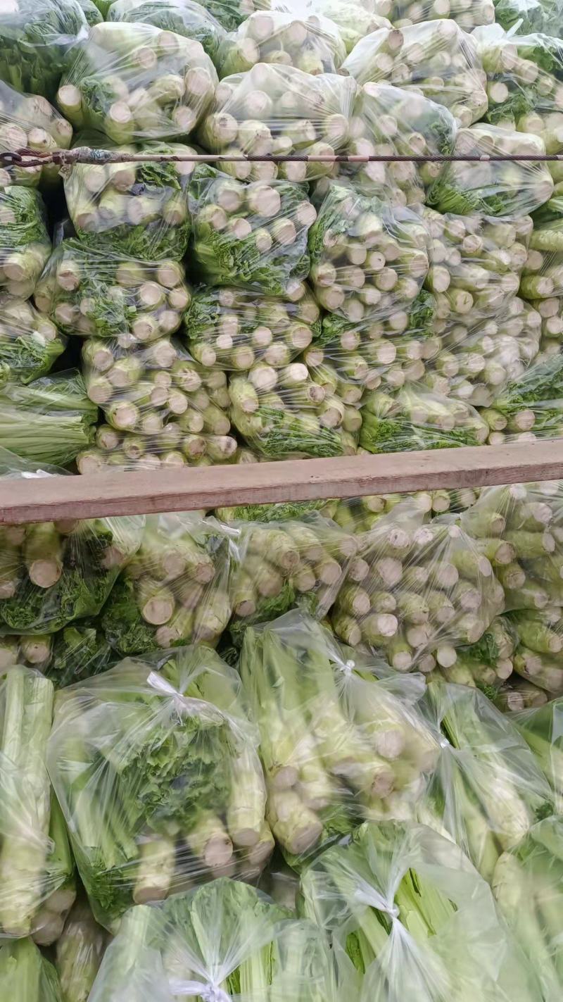 板叶棒菜，继续出货中，努力努力