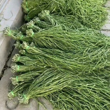 贡菜，味道和海蜇一样的贡菜，产地直销，量大从优