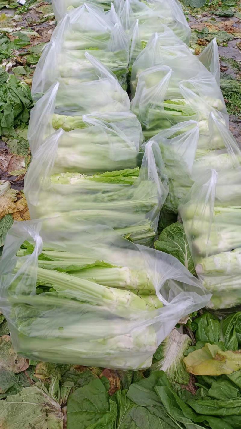 板叶棒菜，继续出货中，努力努力