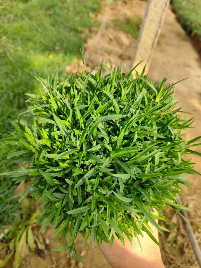 多芽麦冬，质量好，颗型密实，芽子密实，地被，草坪，绿化