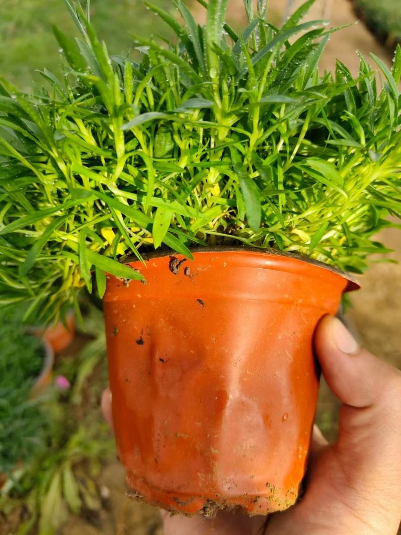 多芽麦冬，质量好，颗型密实，芽子密实，地被，草坪，绿化