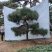 造型松造型迎客松造型黑松基地直发诚信经营质量保证