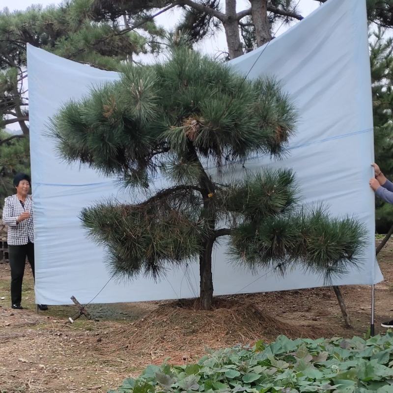 造型松造型迎客松造型黑松基地直发诚信经营质量保证