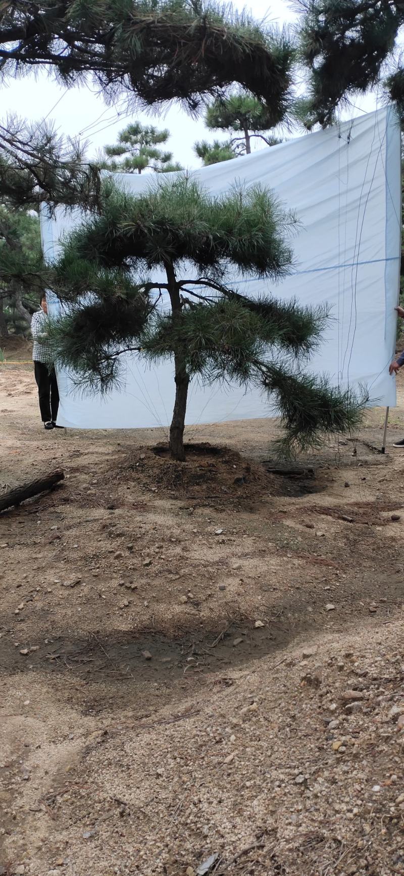 造型松造型迎客松造型黑松基地直发诚信经营质量保证