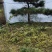 造型松造型迎客松造型黑松基地直发诚信经营质量保证