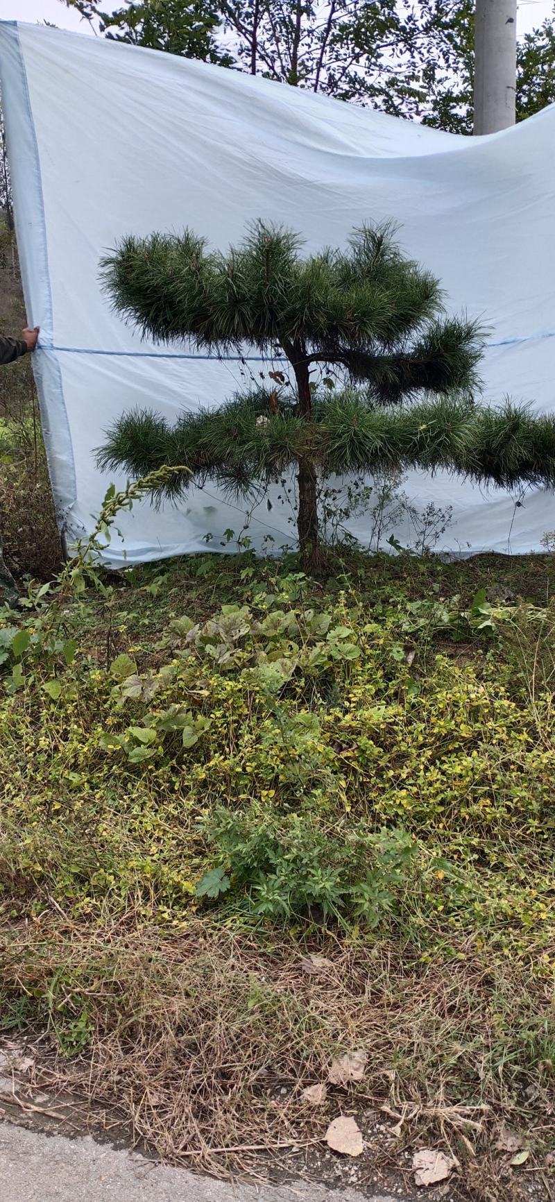 造型松造型迎客松造型黑松基地直发诚信经营质量保证