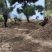 造型松造型迎客松造型黑松基地直发诚信经营质量保证