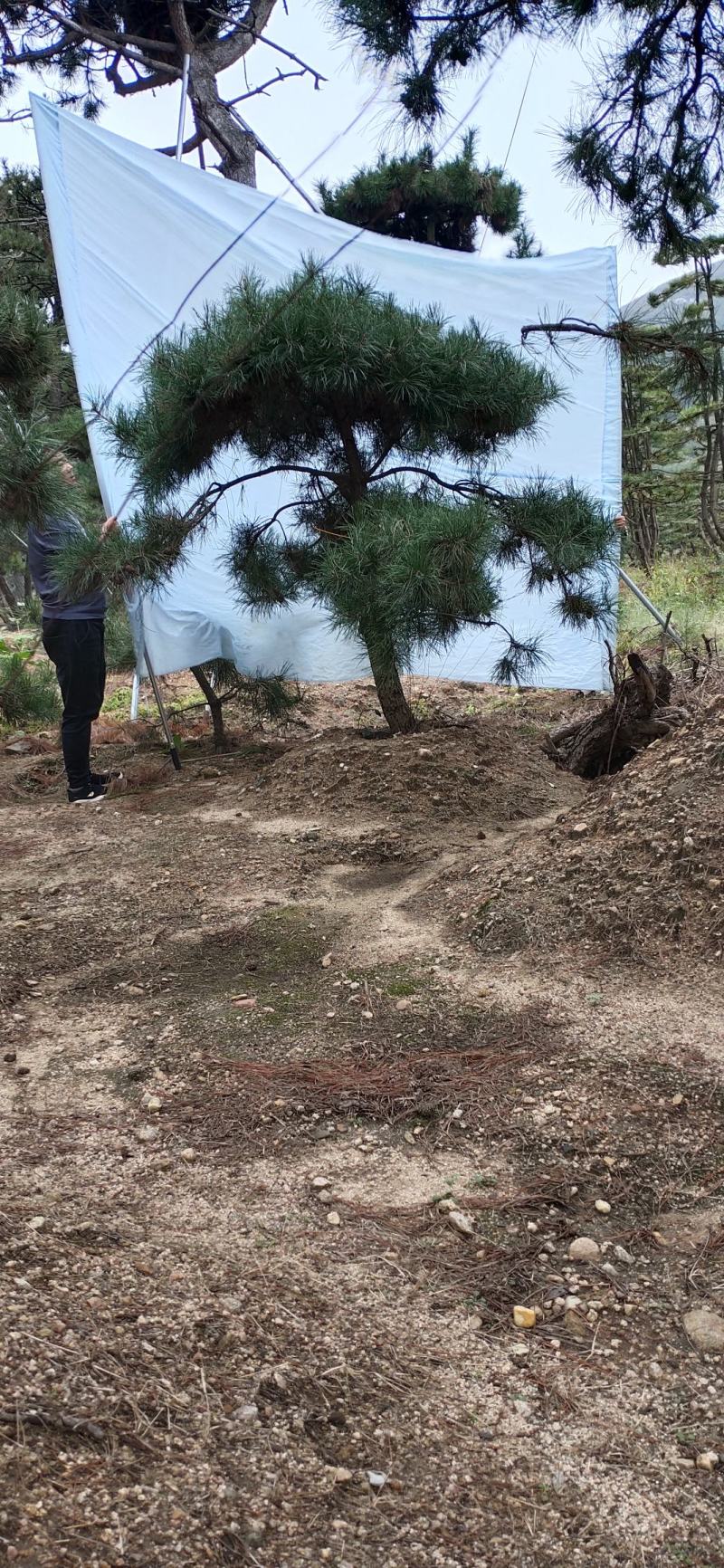 造型松造型迎客松造型黑松基地直发诚信经营质量保证