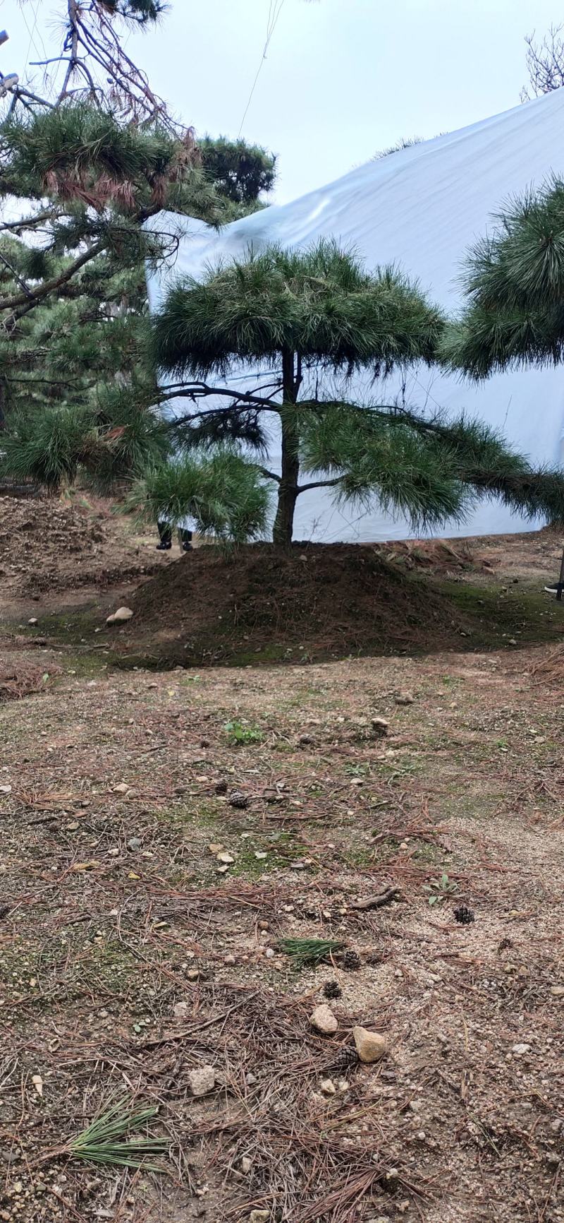 造型松造型迎客松造型黑松基地直发诚信经营质量保证