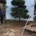 造型松造型迎客松造型黑松基地直发诚信经营质量保证