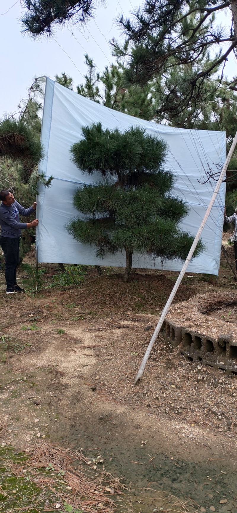 造型松造型迎客松造型黑松基地直发诚信经营质量保证
