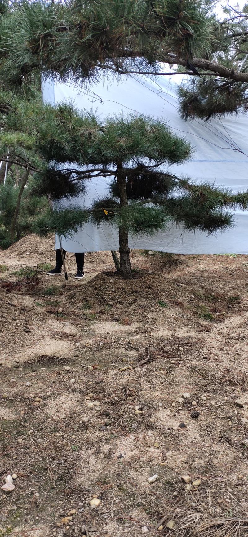 造型松造型迎客松造型黑松基地直发诚信经营质量保证