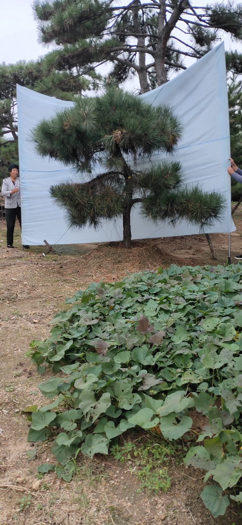 造型松造型迎客松造型黑松基地直发诚信经营质量保证