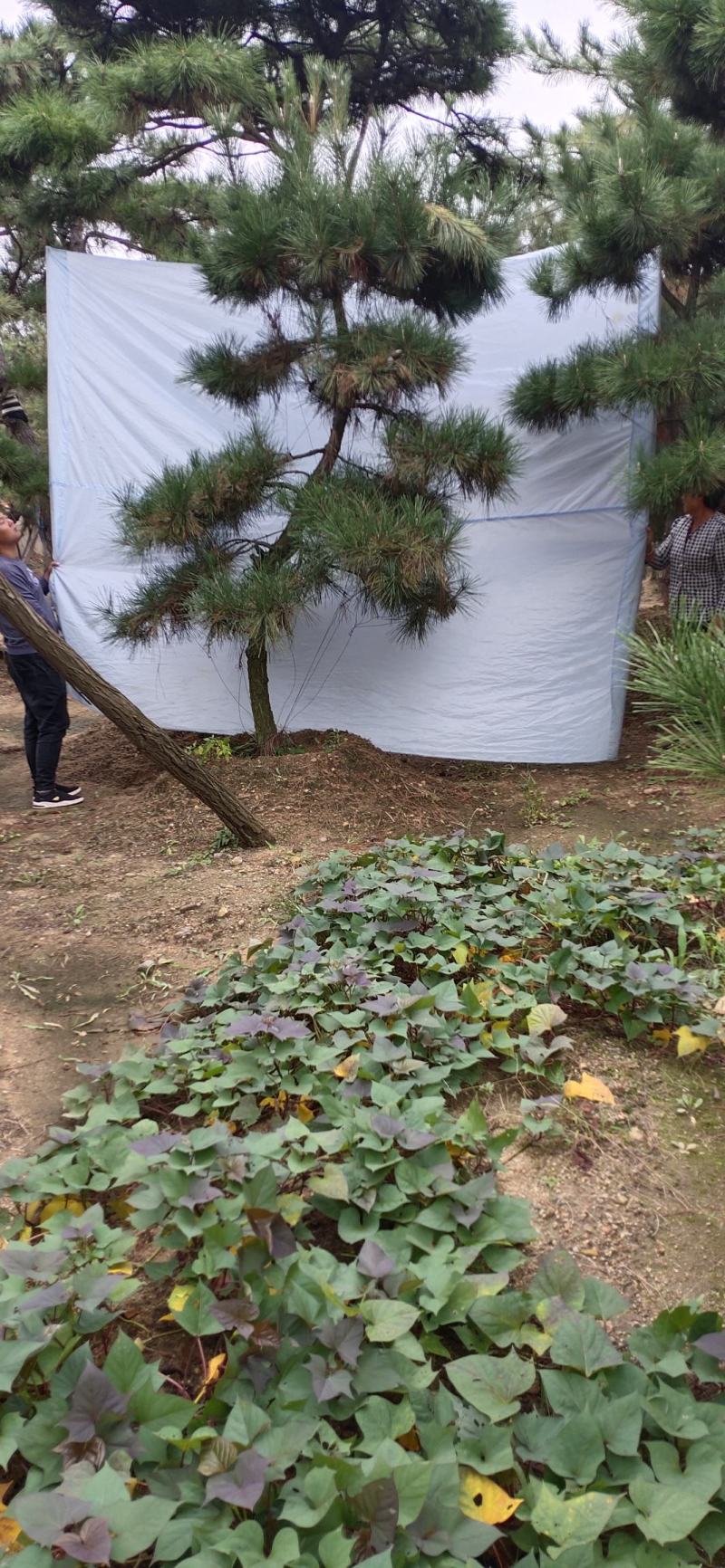 造型松造型迎客松造型黑松基地直发诚信经营质量保证