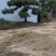造型松造型迎客松造型黑松基地直发诚信经营质量保证
