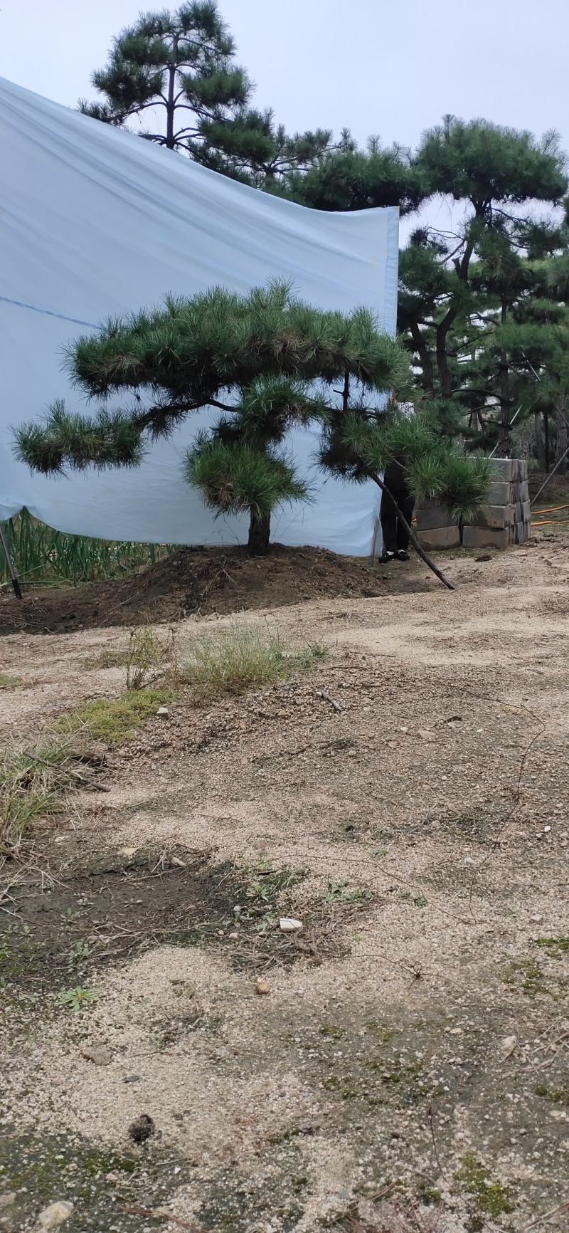 造型松造型迎客松造型黑松基地直发诚信经营质量保证