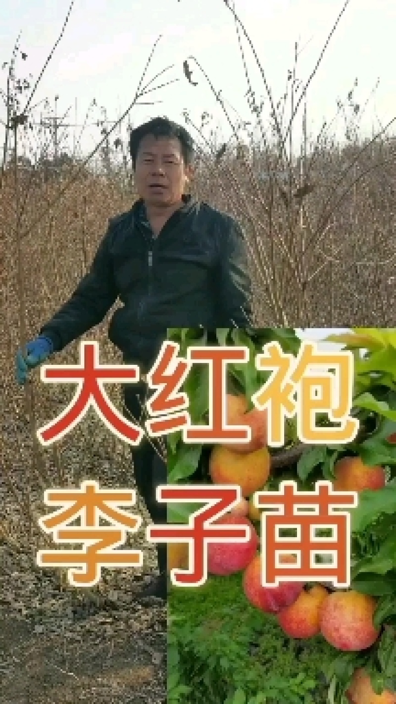 大红袍李子苗，干碗离核，自花授粉是辽宁卫视隆重推出的品种